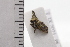  ( - JLPZ0528)  @11 [ ] CreativeCommons  Attribution Non-Commercial Share-Alike (2022) Jeremie Lapeze Institut National de la Recherche Agronomique, Zoologie Forestiere