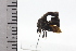  ( - JLPZ0575)  @11 [ ] CreativeCommons  Attribution Non-Commercial Share-Alike (2022) Jeremie Lapeze Institut National de la Recherche Agronomique, Zoologie Forestiere
