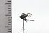  ( - JLPZ0581)  @11 [ ] CreativeCommons  Attribution Non-Commercial Share-Alike (2022) Jeremie Lapeze Institut National de la Recherche Agronomique, Zoologie Forestiere