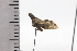  ( - JLPZ0640)  @11 [ ] CreativeCommons  Attribution Non-Commercial Share-Alike (2022) Jeremie Lapeze Institut National de la Recherche Agronomique, Zoologie Forestiere