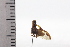  (Lycoderides hippocampus - JLPZ0644)  @11 [ ] CreativeCommons  Attribution Non-Commercial Share-Alike (2022) Jeremie Lapeze Institut National de la Recherche Agronomique, Zoologie Forestiere