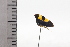  ( - JLPZ0746)  @11 [ ] CreativeCommons  Attribution Non-Commercial Share-Alike (2022) Jeremie Lapeze Institut National de la Recherche Agronomique, Zoologie Forestiere