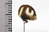  ( - JLPZ0805)  @11 [ ] CreativeCommons  Attribution Non-Commercial Share-Alike (2022) Jeremie Lapeze Institut National de la Recherche Agronomique, Zoologie Forestiere