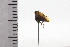  (Leioscyta ferruginea - JLPZ0860)  @11 [ ] CreativeCommons  Attribution Non-Commercial Share-Alike (2022) Jeremie Lapeze Institut National de la Recherche Agronomique, Zoologie Forestiere