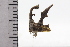  ( - JLPZ0875)  @11 [ ] CreativeCommons  Attribution Non-Commercial Share-Alike (2022) Jeremie Lapeze Institut National de la Recherche Agronomique, Zoologie Forestiere
