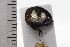  (Membracis fabricii - JLPZ0892)  @11 [ ] CreativeCommons  Attribution Non-Commercial Share-Alike (2022) Jeremie Lapeze Institut National de la Recherche Agronomique, Zoologie Forestiere