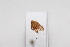  (Lycoderides luteus - JLPZ0110)  @11 [ ] CreativeCommons  Attribution Non-Commercial Share-Alike (2020) Jeremie Lapeze Institut National de la Recherche Agronomique, Zoologie Forestiere