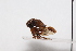  ( - JLPZ0132)  @11 [ ] CreativeCommons  Attribution Non-Commercial Share-Alike (2020) Jeremie Lapeze Institut National de la Recherche Agronomique, Zoologie Forestiere