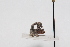  (Cladonota pieltaini - JLPZ0135)  @11 [ ] CreativeCommons  Attribution Non-Commercial Share-Alike (2020) Jeremie Lapeze Institut National de la Recherche Agronomique, Zoologie Forestiere