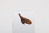  (Lycoderes - JLPZ0173)  @11 [ ] CreativeCommons  Attribution Non-Commercial Share-Alike (2020) Jeremie Lapeze Institut National de la Recherche Agronomique, Zoologie Forestiere