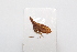  ( - JLPZ0181)  @11 [ ] CreativeCommons  Attribution Non-Commercial Share-Alike (2020) Jeremie Lapeze Institut National de la Recherche Agronomique, Zoologie Forestiere