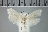  ( - MSterling042)  @11 [ ] CreativeCommons  Attribution Non-Commercial Share-Alike (2018) Mark J. Sterling NHMUK