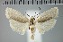  ( - MSterling044)  @11 [ ] CreativeCommons  Attribution Non-Commercial Share-Alike (2018) Mark J. Sterling NHMUK