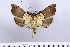  (Agrotera lienpingialis - Msterling065)  @11 [ ] CreativeCommons  Attribution Non-Commercial Share-Alike (2018) Mark J. Sterling NHMUK