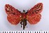  ( - MSterling080)  @11 [ ] CreativeCommons  Attribution Non-Commercial Share-Alike (2018) Mark J. Sterling NHMUK