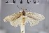  (Athrypsiastis - NHMUK010923059)  @11 [ ] CreativeCommons  Attribution Non-Commercial Share-Alike (2018) Mark J. Sterling NHMUK