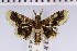  (Coenodomus melanochlora - NHMUK010923131)  @11 [ ] CreativeCommons  Attribution Non-Commercial Share-Alike (2018) Mark J. Sterling NHMUK