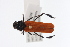  (Tragidion bicolor - MEUNAH-0006)  @11 [ ] creative commons  non-commercial only (2017) UNAH UNAH