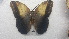  (Caligo memnon - MEUNAH-0082)  @12 [ ] creative commons  non-commercial only (2017) UNAH UNAH