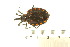  ( - BIOUG01784-H10)  @11 [ ] CreativeCommons - Attribution (2012) CBG Photography Group Centre for Biodiversity Genomics