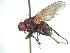  (Opsolasia - BUIC-CHU0159)  @13 [ ] Unspecified (default): All Rights Reserved  Unspecified Unspecified
