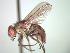  (Limnophora sp. 1 AKR - BUIC-CHU0531)  @14 [ ] Unspecified (default): All Rights Reserved  Unspecified Unspecified