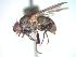  (Spilogona sp. 12AKR - BUIC-CHU0927)  @14 [ ] Unspecified (default): All Rights Reserved  BUIC-CHU0927 Unspecified