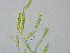  (Phaeophilaceae - GREFG-100-SKV)  @11 [ ] Creative Commons BY NC SA (2023) Norwegian University of Life Sciences NMBU Norwegian University of Life Sciences NMBU