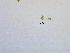  (Chlorodendrophyceae - GREFG-38-MK)  @11 [ ] Creative Commons BY NC SA (2023) Norwegian University of Life Sciences NMBU Norwegian University of Life Sciences NMBU