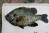  (Lepomis gulosus - MXIV0707)  @13 [ ] Unspecified (default): All Rights Reserved  Unspecified Unspecified