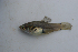  (Xiphophorus - MXIV0739)  @15 [ ] Unspecified (default): All Rights Reserved  Unspecified Unspecified