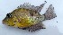  (Thorichthys pasionis - MXIV0378)  @14 [ ] Unspecified (default): All Rights Reserved  Unspecified Unspecified