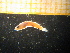  ( - MFLIV1523)  @12 [ ] Unspecified (default): All Rights Reserved  Jose Angel Cohuo Unspecified