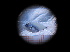  (Lutjanus jocu - MFLIV2035)  @13 [ ] Unspecified (default): All Rights Reserved  Jose Angel Cohuo Unspecified