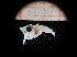  ( - MFLIV2231)  @12 [ ] Unspecified (default): All Rights Reserved  Jose Angel Cohuo Unspecified