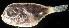  ( - MFLS3922)  @12 [ ] Unspecified (default): All Rights Reserved  Jose Angel Cohuo Unspecified
