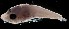  (Prionotus martis - MFLS3932)  @13 [ ] Unspecified (default): All Rights Reserved  Jose Angel Cohuo Unspecified