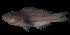  (Scarus vetula - MFLS4448)  @13 [ ] Unspecified (default): All Rights Reserved (2011) Jose Angel Cohuo El Colegio de la Frontera Sur