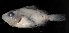  ( - MFLS4472)  @13 [ ] Unspecified (default): All Rights Reserved (2011) Jose Angel Cohuo El Colegio de la Frontera Sur