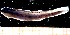  (Elacatinus prochilos - MFLV2419)  @13 [ ] Unspecified (default): All Rights Reserved  Jose Angel Cohuo Unspecified