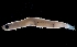  (Sicydium gymnogaster - MFLVI3560)  @13 [ ] Unspecified (default): All Rights Reserved  Jose Angel Cohuo Unspecified