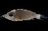  ( - MFLVI3575)  @11 [ ] Unspecified (default): All Rights Reserved  Jose Angel Cohuo Unspecified