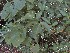  (Allophylus edulis - veg006)  @11 [ ] Unspecified (default): All Rights Reserved  Unspecified Unspecified
