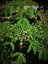  (Manihot - veg030)  @11 [ ] Unspecified (default): All Rights Reserved  Unspecified Unspecified