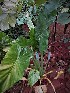  ( - veg063)  @11 [ ] Unspecified (default): All Rights Reserved  Unspecified Unspecified
