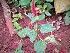 (Acalypha chamaedrifolia - veg072)  @11 [ ] Unspecified (default): All Rights Reserved  Unspecified Unspecified