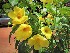  (Allamanda laevis - veg082)  @11 [ ] Unspecified (default): All Rights Reserved  Unspecified Unspecified