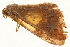  (Zamarada dilata - TDGAB-0625)  @14 [ ] CreativeCommons - Attribution (2010) Unspecified Centre for Biodiversity Genomics