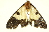  ( - TDGAB-1484)  @13 [ ] CreativeCommons - Attribution (2010) CBG Photography Group Centre for Biodiversity Genomics