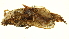  ( - TDGAB-1593)  @14 [ ] CreativeCommons - Attribution (2010) CBG Photography Group Centre for Biodiversity Genomics